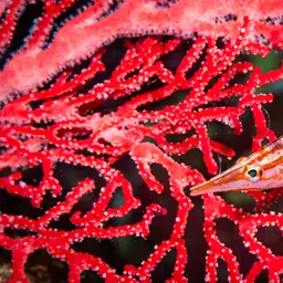 Longnose Hawkfish, photo 7