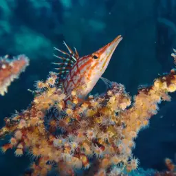 Longnose Hawkfish, photo 8