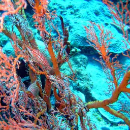 Longnose Hawkfish, photo 9