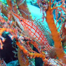 Longnose Hawkfish, photo 10