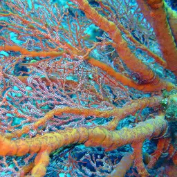 Longnose Hawkfish, photo 11