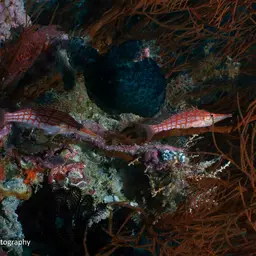 Longnose Hawkfish, photo 12