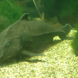 Thorny Catfish, photo 1