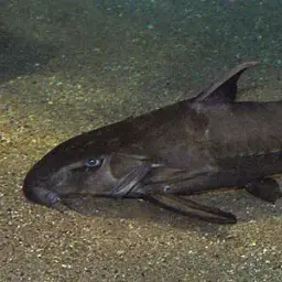 Thorny Catfish, photo 2