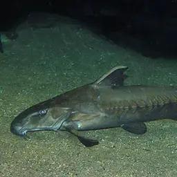 Thorny Catfish, photo 3