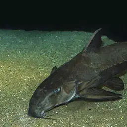 Thorny Catfish, photo 4