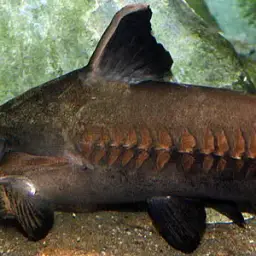 Thorny Catfish, photo 5