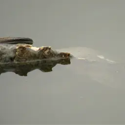 Thorny Catfish, photo 6