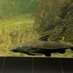 Thorny Catfish, photo 7