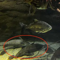 Thorny Catfish, photo 8