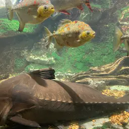 Thorny Catfish, photo 10
