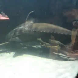 Thorny Catfish, photo 11