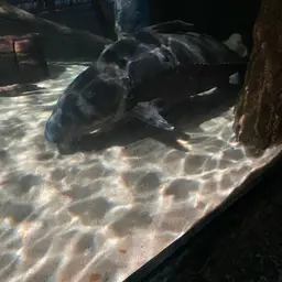 Thorny Catfish, photo 12