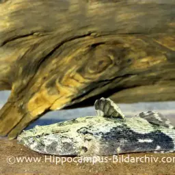 Marbled Goby, photo 2