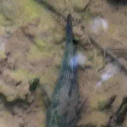 Marbled Goby, photo 5