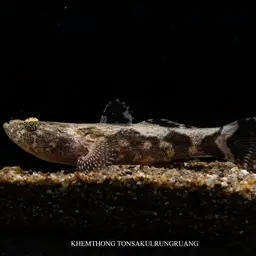 Marbled Goby, photo 6