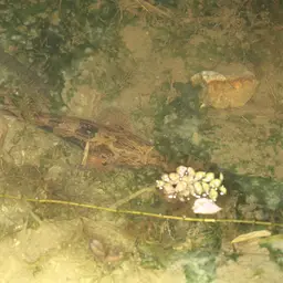 Marbled Goby, photo 7