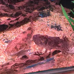 Marbled Goby, photo 8