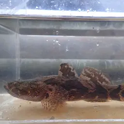 Marbled Goby, photo 9