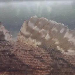 Marbled Goby, photo 11