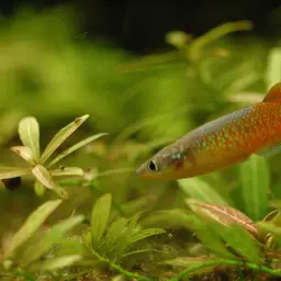 Powder-blue panchax
