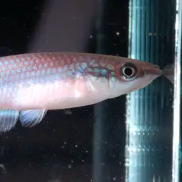 Powder-blue panchax, photo 2