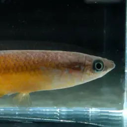 Powder-blue panchax, photo 3