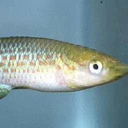 Playfair's Panchax