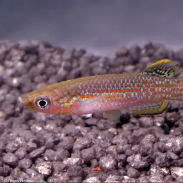 Playfair's Panchax, photo 3