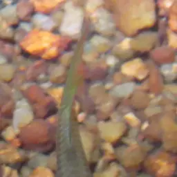Playfair's Panchax, photo 6