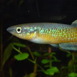Sakaramy Killifish