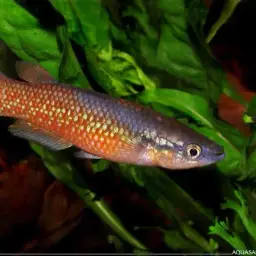 Sakaramy Killifish, photo 2