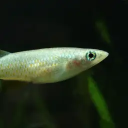 Sakaramy Killifish, photo 3