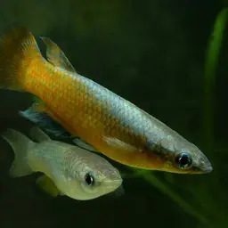 Sakaramy Killifish, photo 4