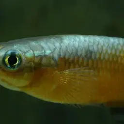 Sakaramy Killifish, photo 5