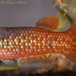 Sakaramy Killifish, photo 6