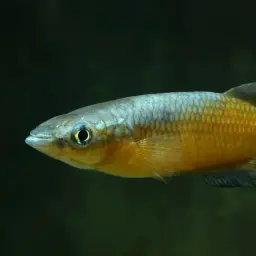 Sakaramy Killifish, photo 7