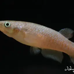 Sakaramy Killifish, photo 8
