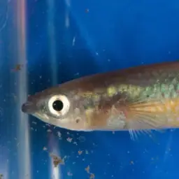 Sakaramy Killifish, photo 9