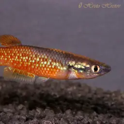 Sakaramy Killifish, photo 10