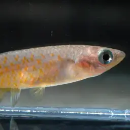 Sakaramy Killifish, photo 11