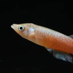 Sakaramy Killifish, photo 12