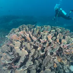 Serpent Coral, photo 1