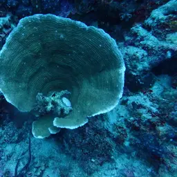 Serpent Coral, photo 2