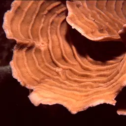 Serpent Coral, photo 3