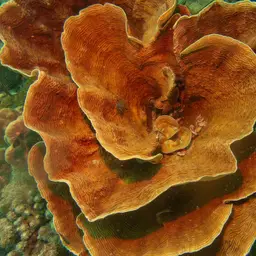 Serpent Coral, photo 4