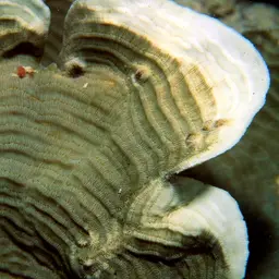 Serpent Coral, photo 5