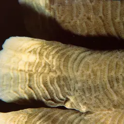 Serpent Coral, photo 6