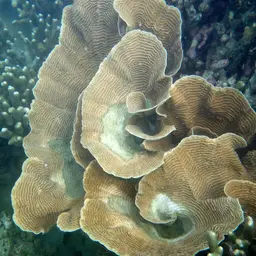 Serpent Coral, photo 7