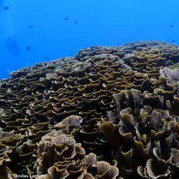 Serpent Coral, photo 8